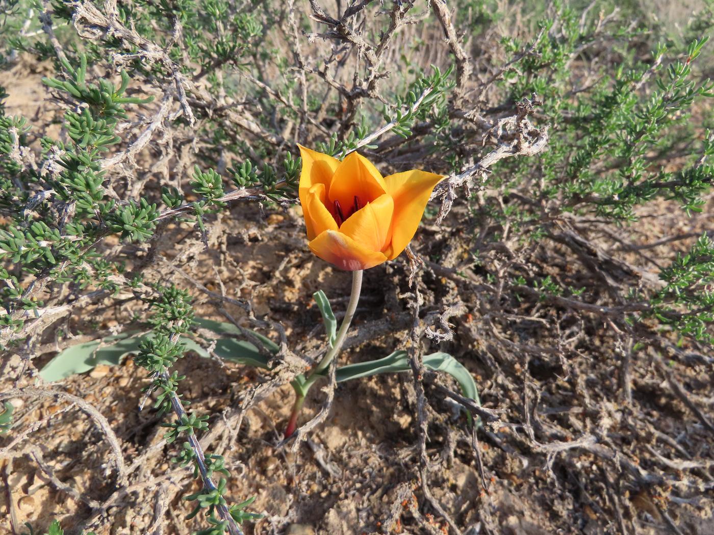 Изображение особи Tulipa alberti.