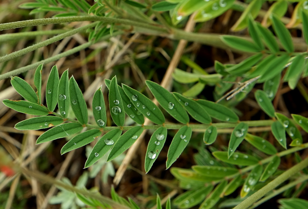 Image of genus Onobrychis specimen.