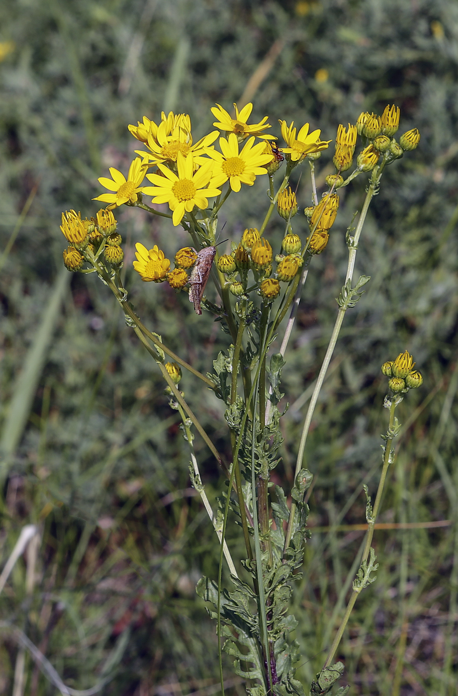 Изображение особи Senecio jacobaea.