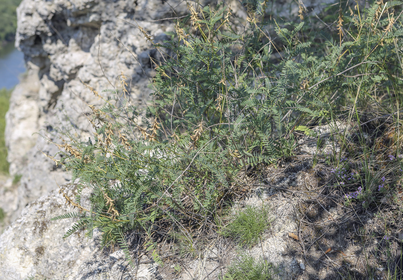 Image of Astragalus falcatus specimen.