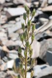 Delphinium oreophilum. Соплодие с незрелыми плодами. Узбекистан, Джизакская обл., Зааминский р-н, Туркестанский хр., верховье Кашкасу, 2750 м н.у.м, на краю осыпи. 30.07.2021.