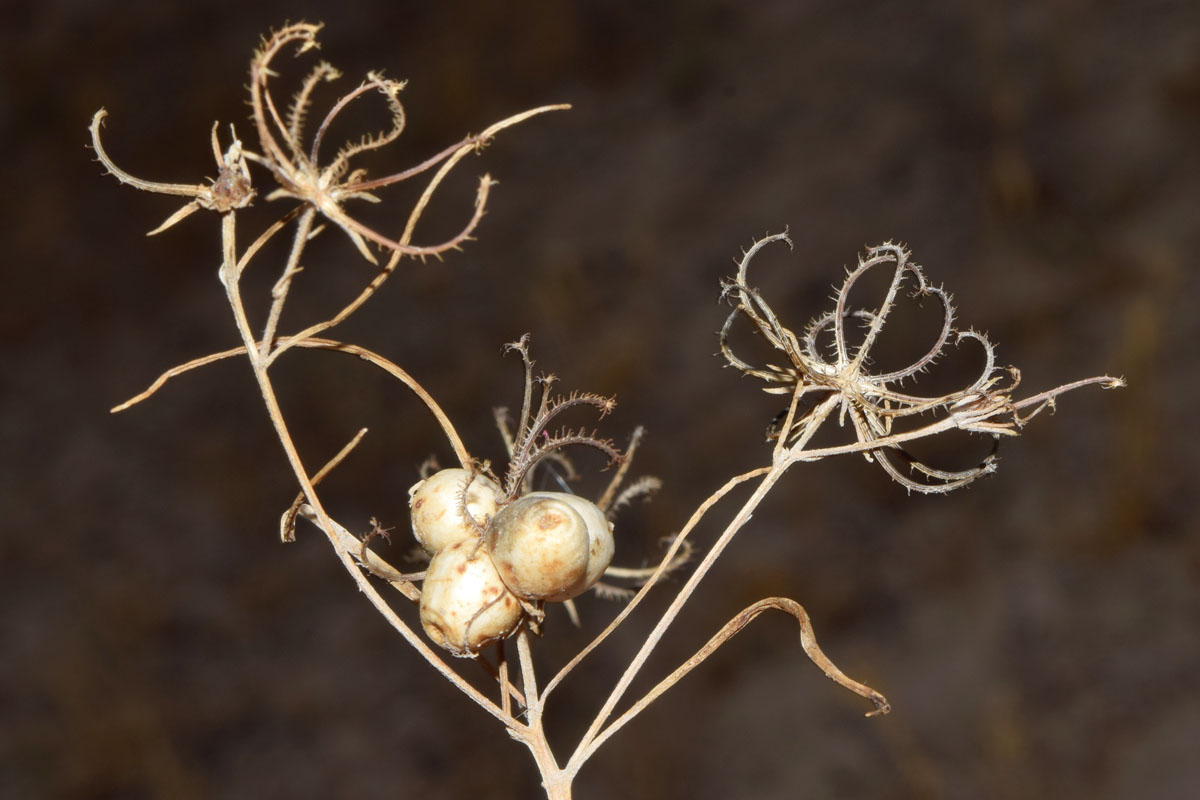 Image of Koelpinia linearis specimen.