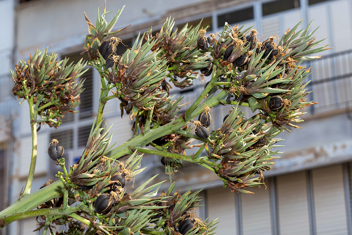 Image of Agave americana specimen.