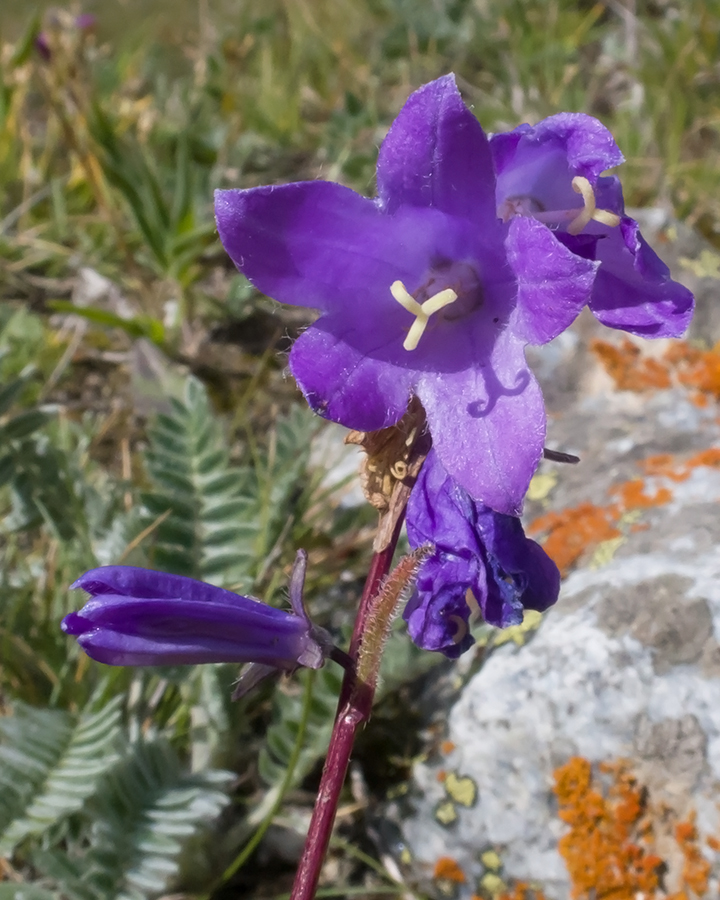 Изображение особи Campanula collina.