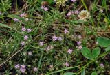 Spergularia rubra. Верхушки цветущих растений. Хабаровский край, р-н им. Полины Осипенко, с. Бриакан, влажный луг. 17.07.2021.