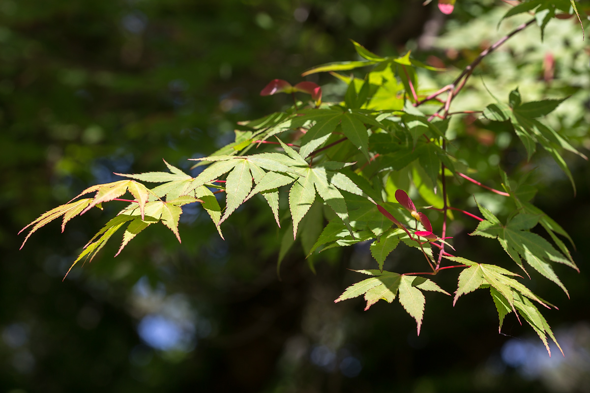 Изображение особи Acer palmatum.