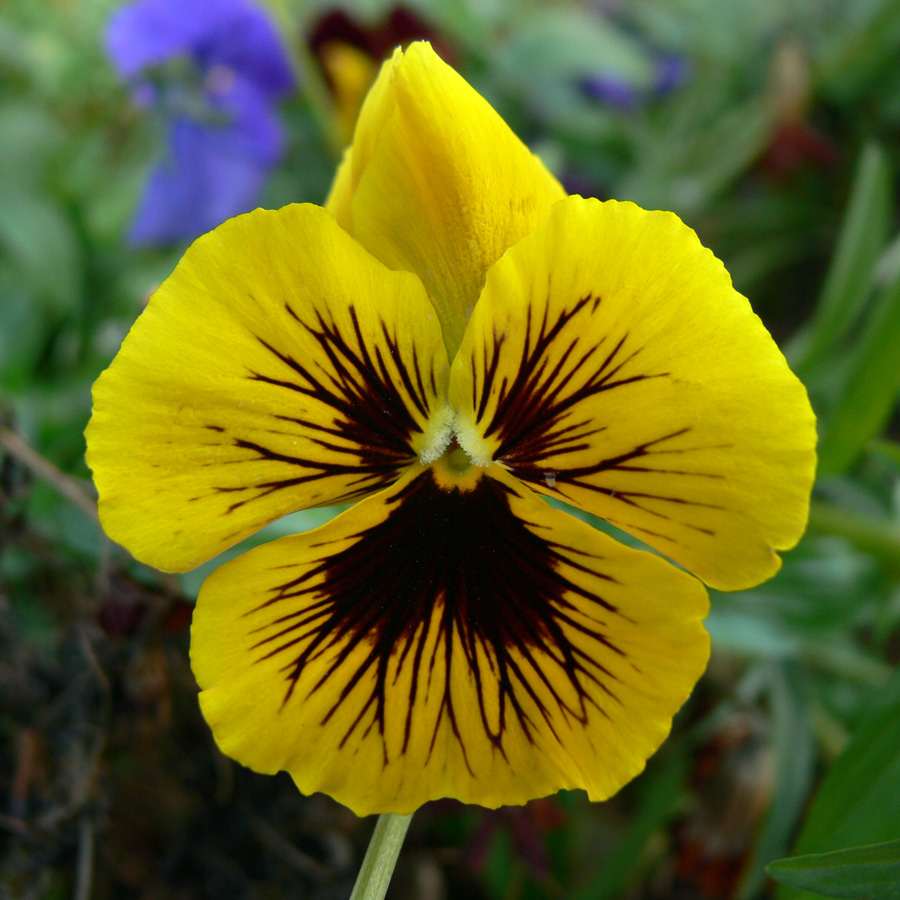 Image of Viola wittrockiana specimen.