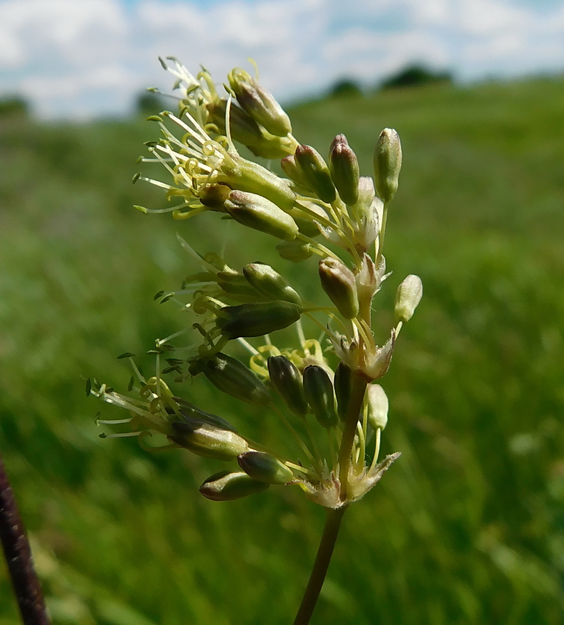 Image of Silene densiflora specimen.