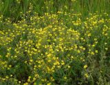 Potentilla impolita