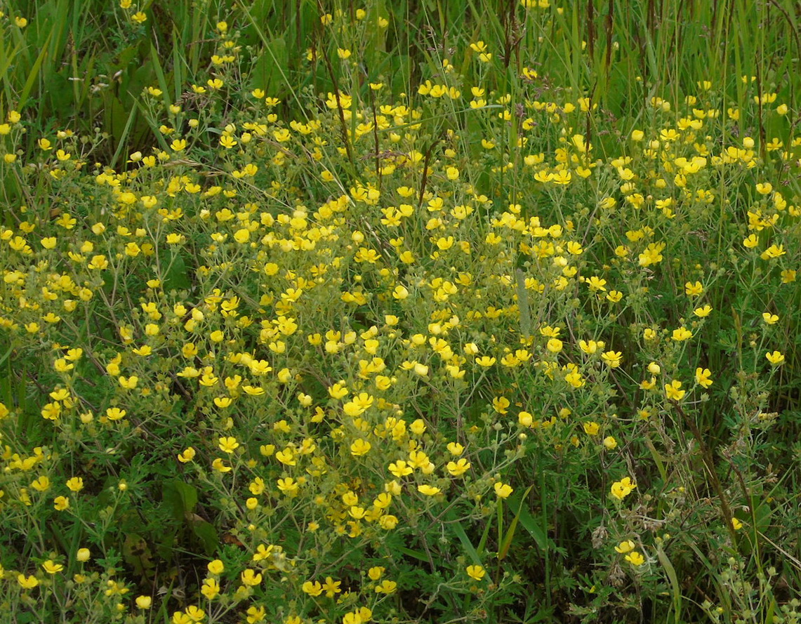 Изображение особи Potentilla impolita.