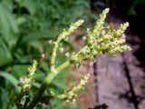 Rumex thyrsiflorus. Верхушка цветущего растения. Свердловская обл., окр. г. Североуральск, подножие Сосьвинского хребта, долина р. Большая Сосьва, на дороге в смешанном лесу. 29.06.2010.