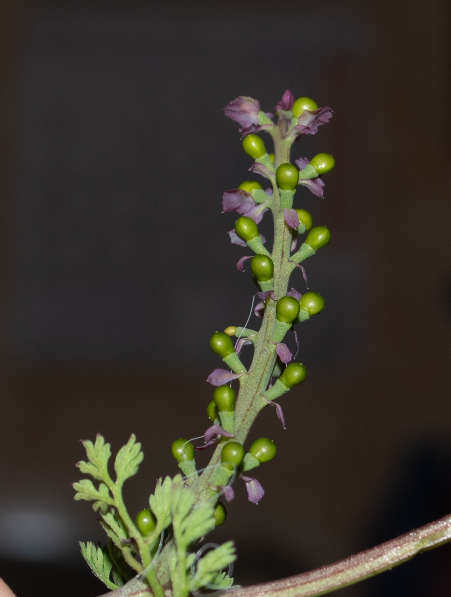 Image of Fumaria densiflora specimen.