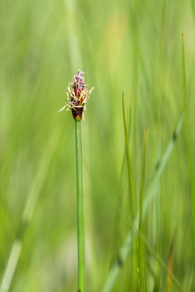 Image of genus Eleocharis specimen.