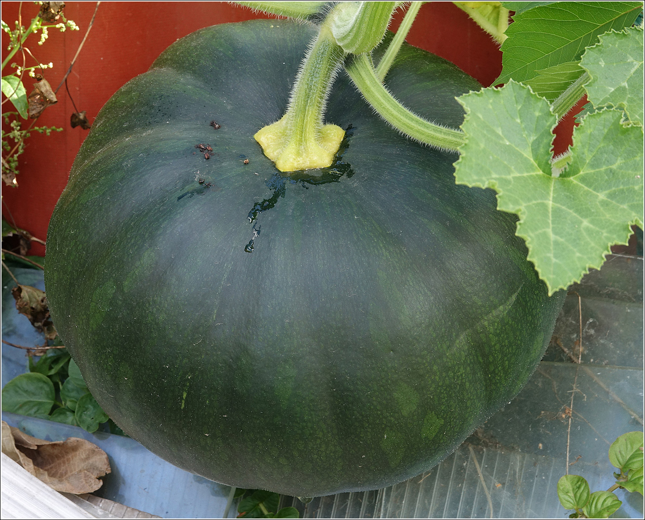 Изображение особи Cucurbita pepo.