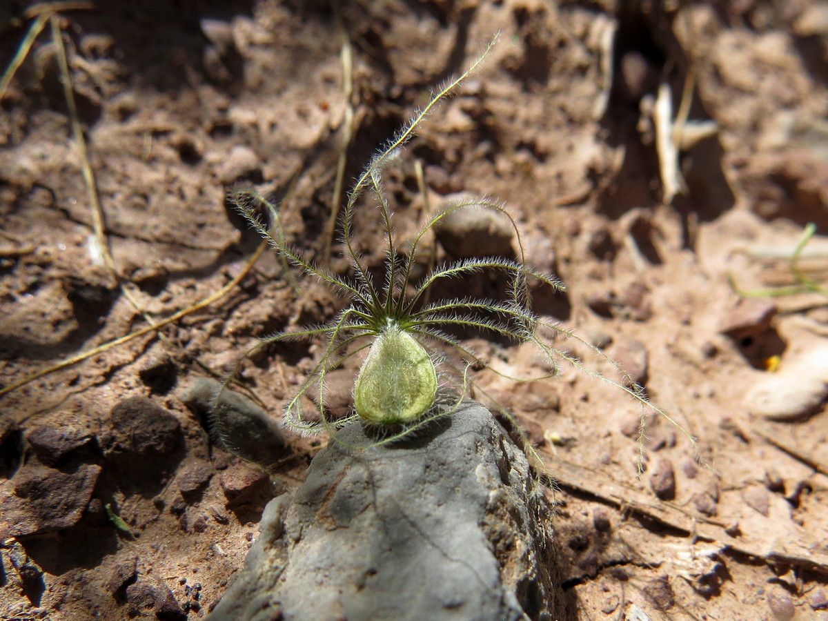 Изображение особи Valeriana chionophila.