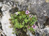genus Thymus. Цветущее растение. Ингушетия, Джейрахский р-н, перевал Цей-Лоам, ≈ 2200 м н.у.м., на выходе скалы. 23 июня 2022 г.