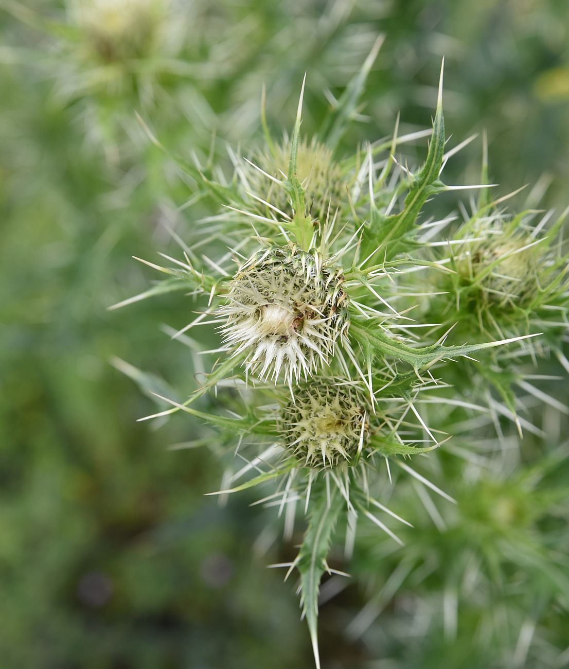 Изображение особи Cirsium echinus.