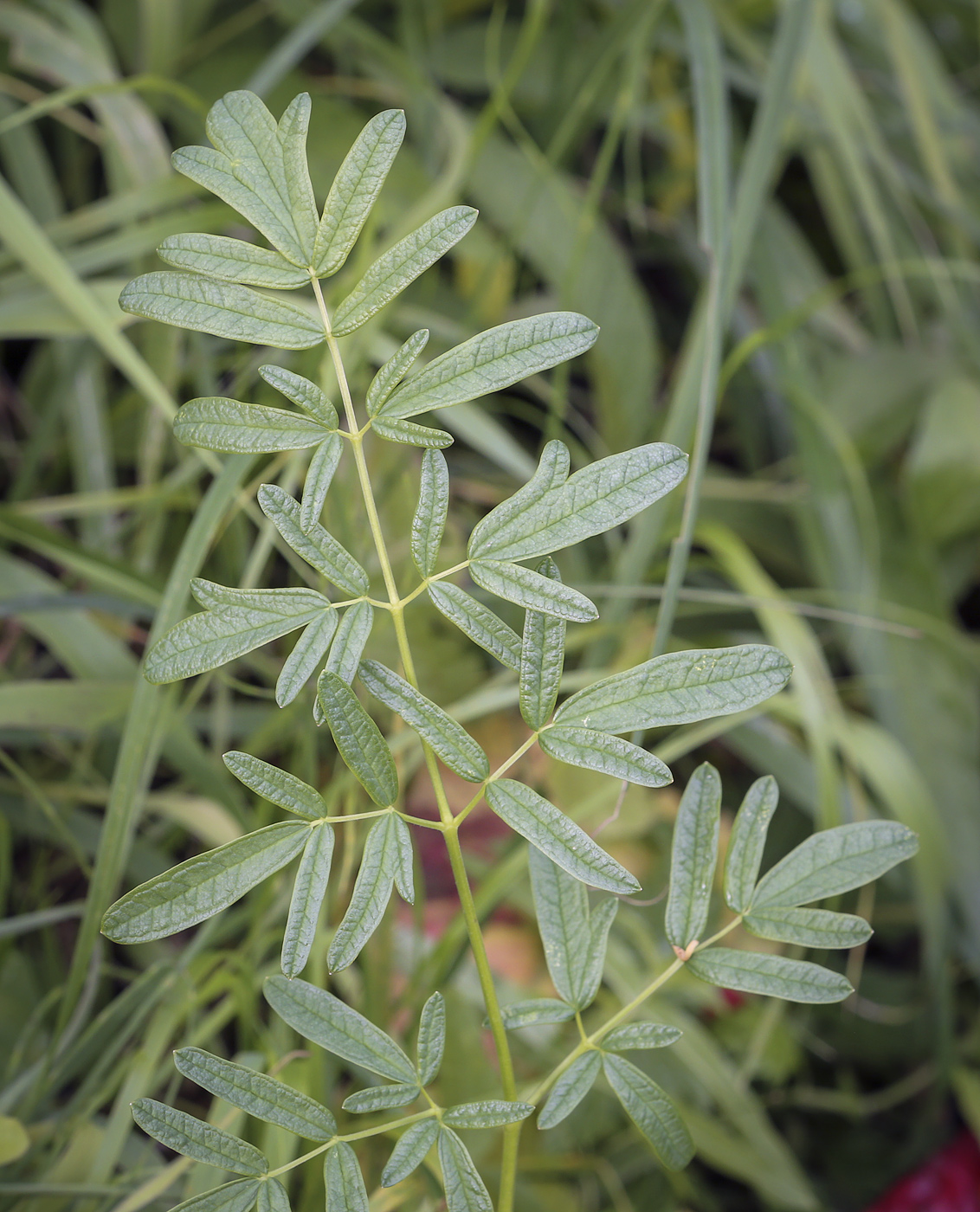 Image of Thalictrum lucidum specimen.