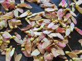Смотреть изображение Acer pseudosieboldianum