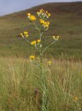 Crepis pannonica