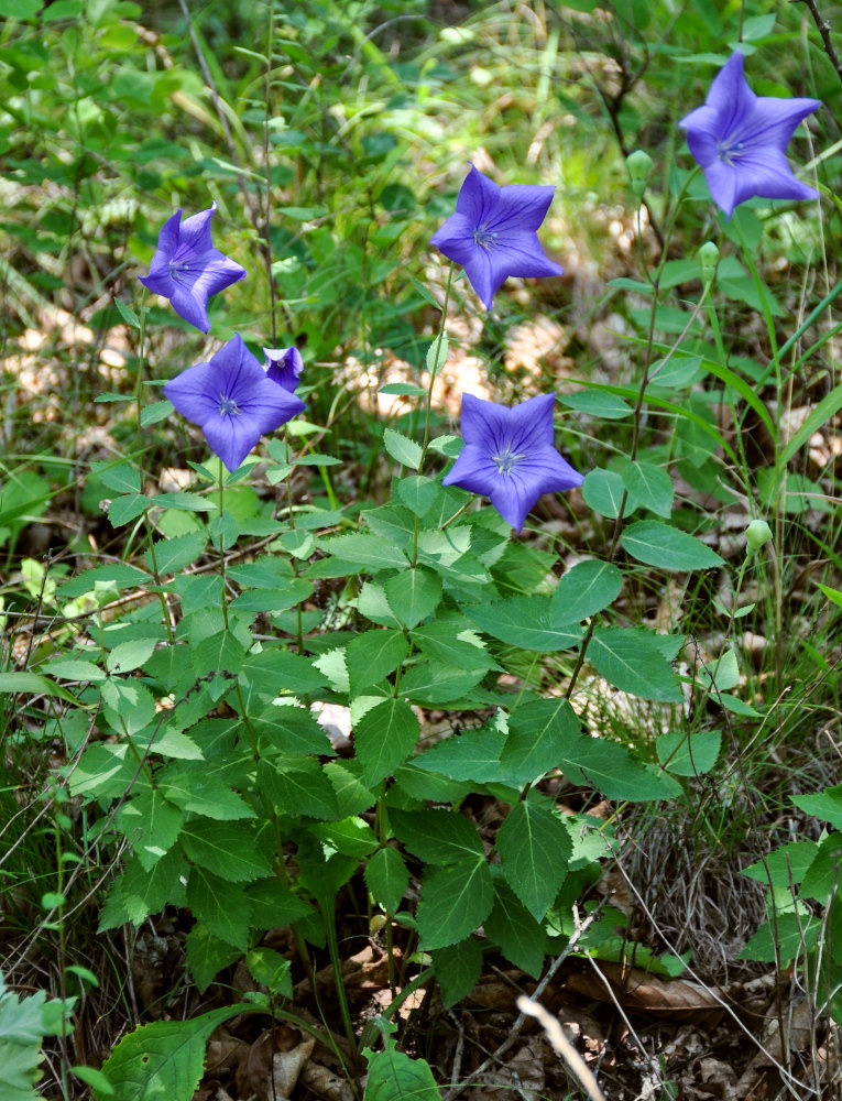 Изображение особи Platycodon grandiflorus.