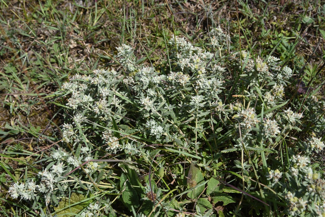 Image of Teucrium capitatum specimen.