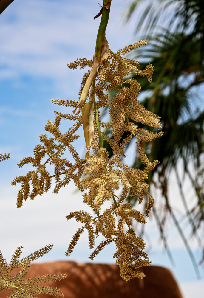 Изображение особи Washingtonia robusta.