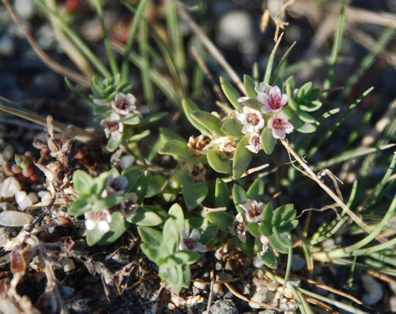 Image of Glaux maritima specimen.