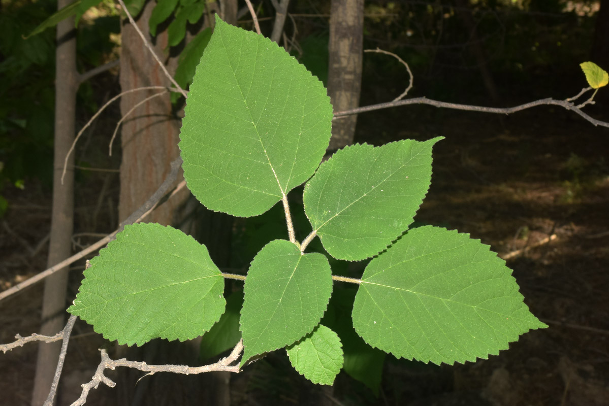 Image of Broussonetia papyrifera specimen.