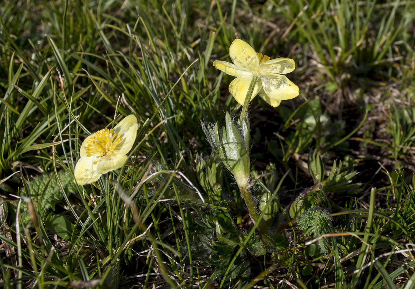 Изображение особи Anemonastrum speciosum.