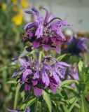 Monarda citriodora