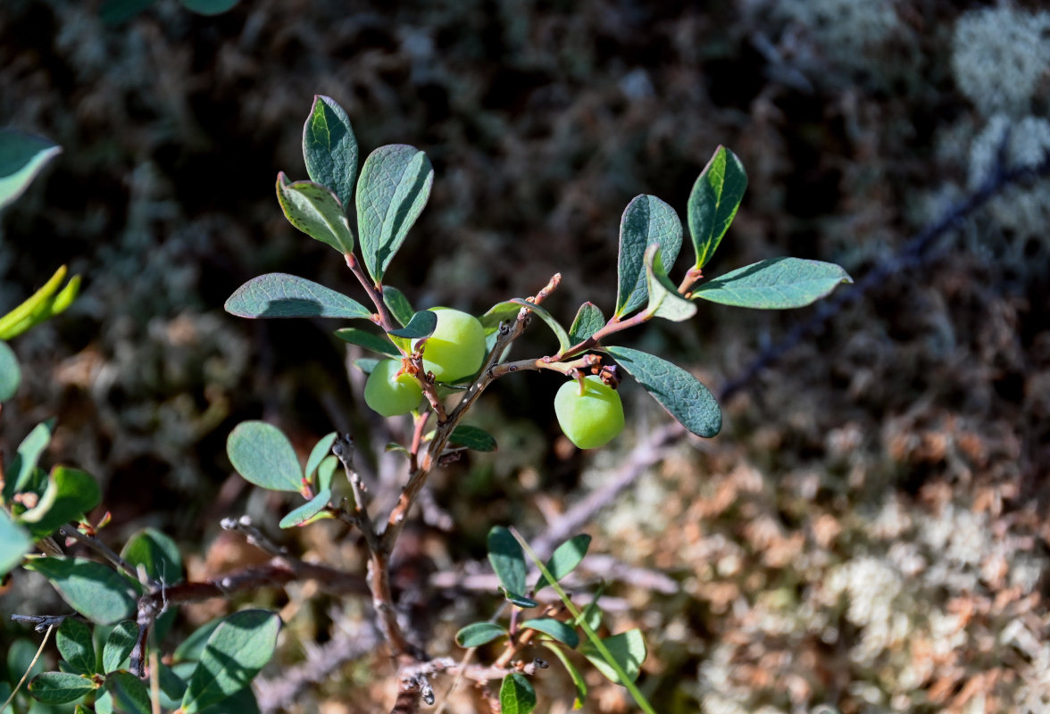 Image of Vaccinium uliginosum specimen.