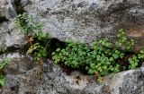 Asplenium ruta-muraria