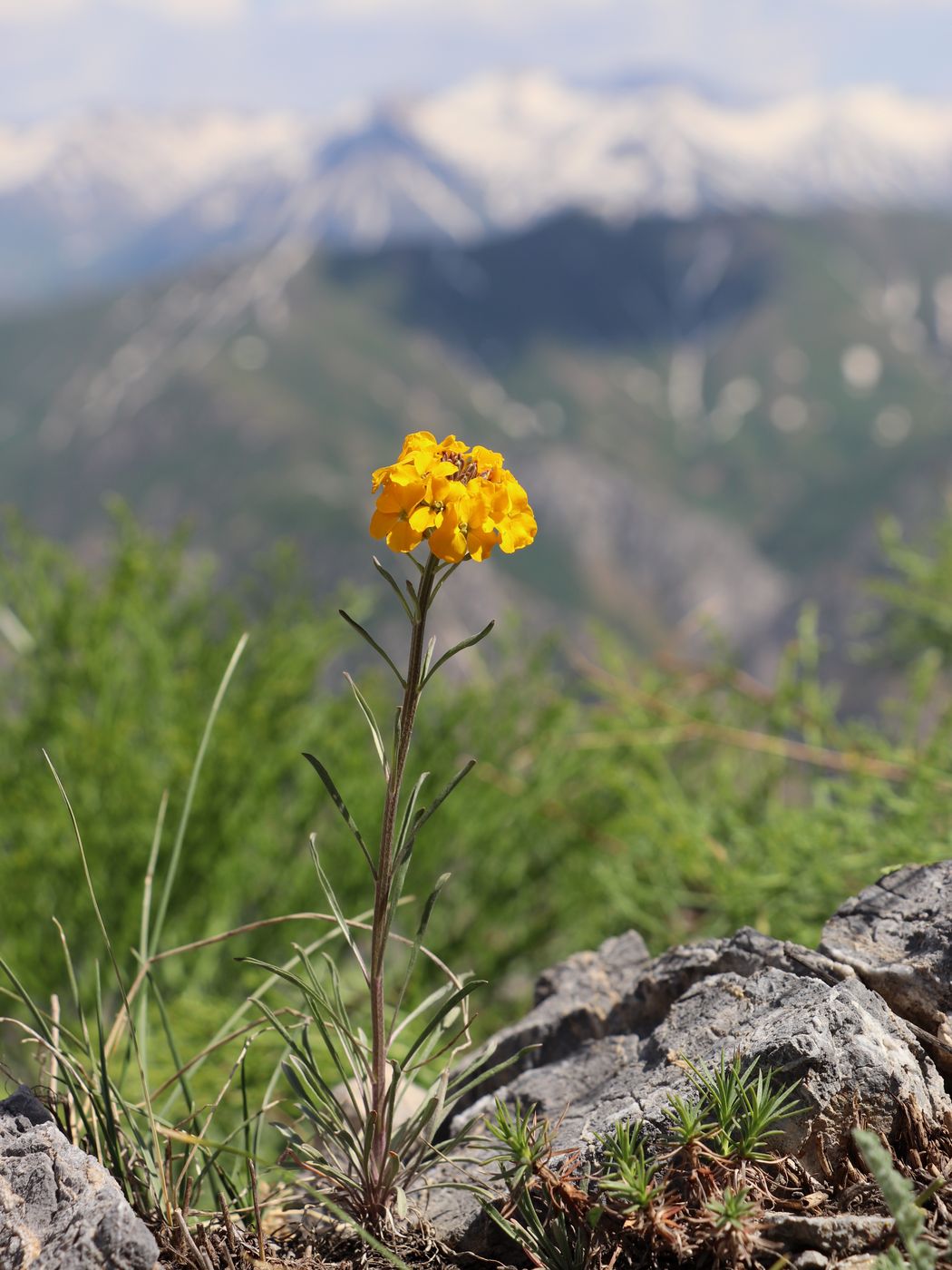 Изображение особи Erysimum tianschanicum.