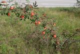 Rosa acicularis