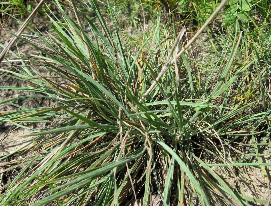 Image of Koeleria glauca specimen.