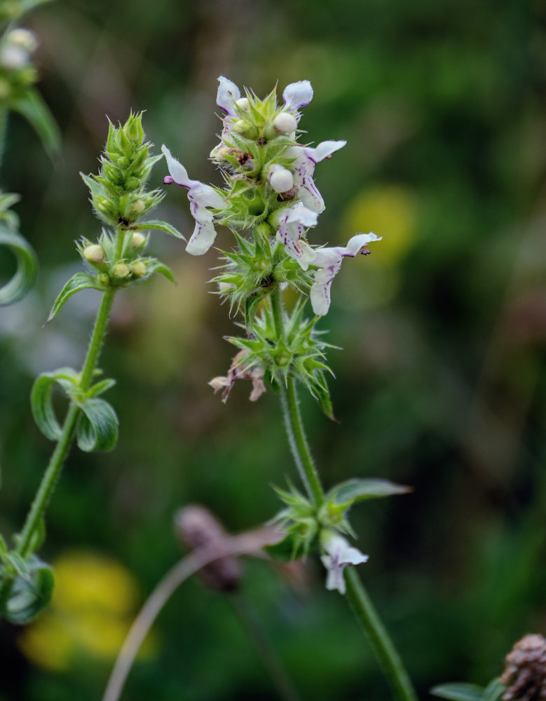 Image of Stachys pubescens specimen.