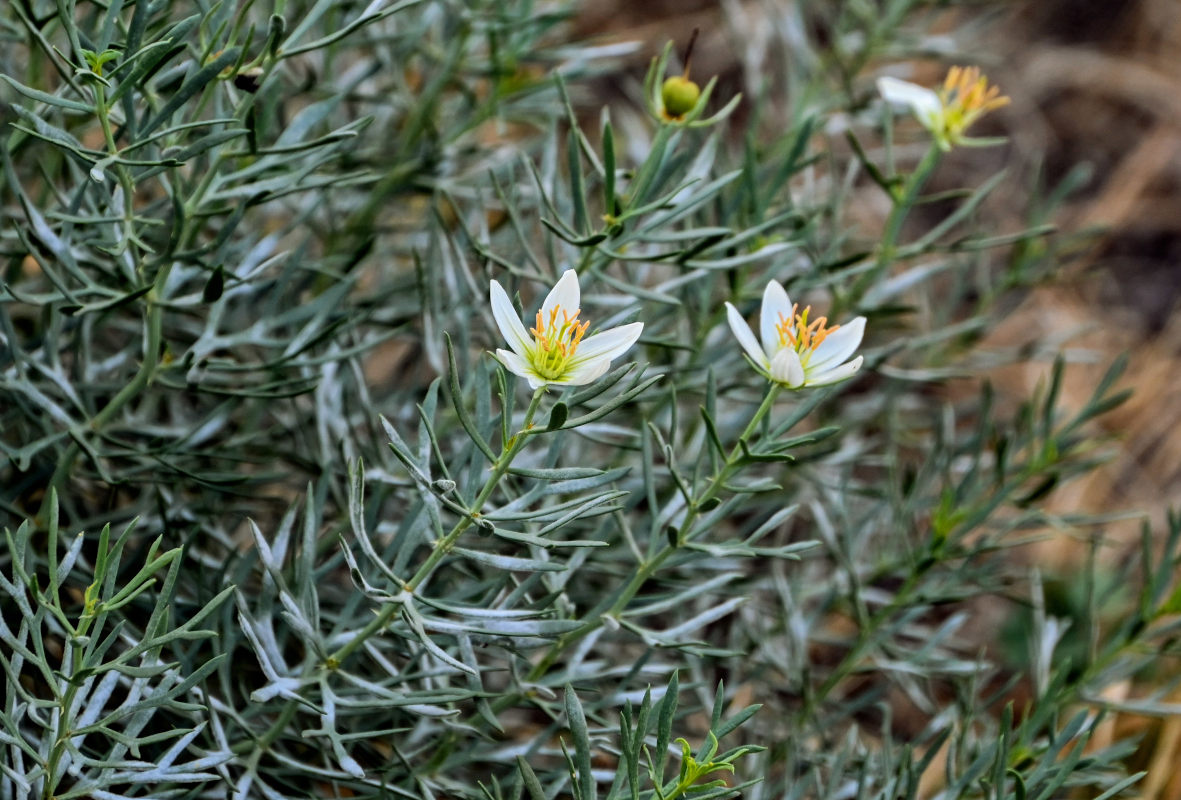 Image of Peganum harmala specimen.