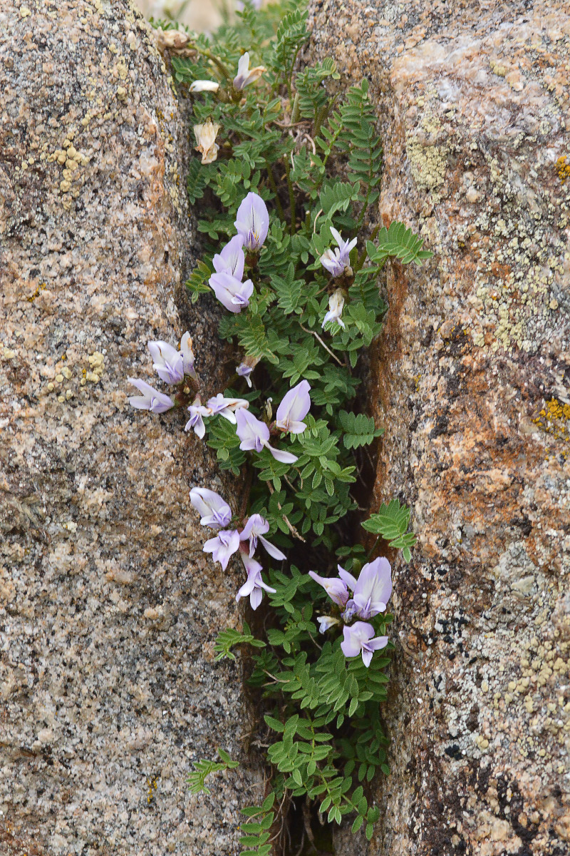 Image of Astragalus levieri specimen.