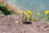 Смотреть изображение Orobanche cernua