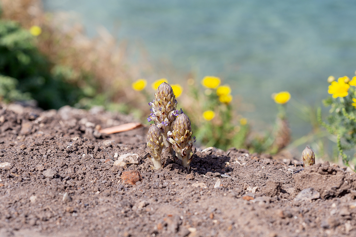 Изображение особи Orobanche cernua.