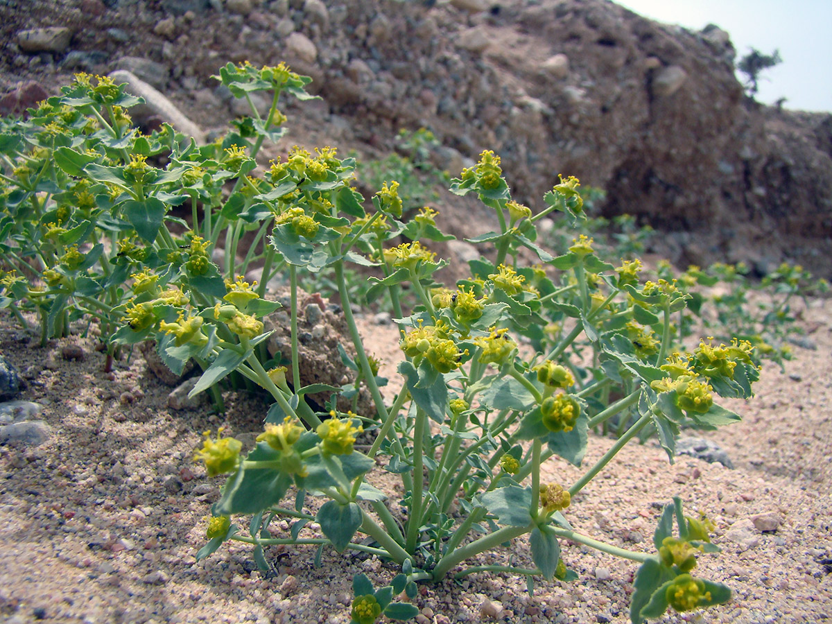 Изображение особи Euphorbia tranzschelii.