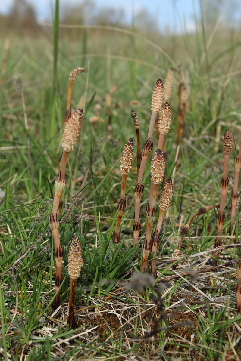 Изображение особи Equisetum arvense.