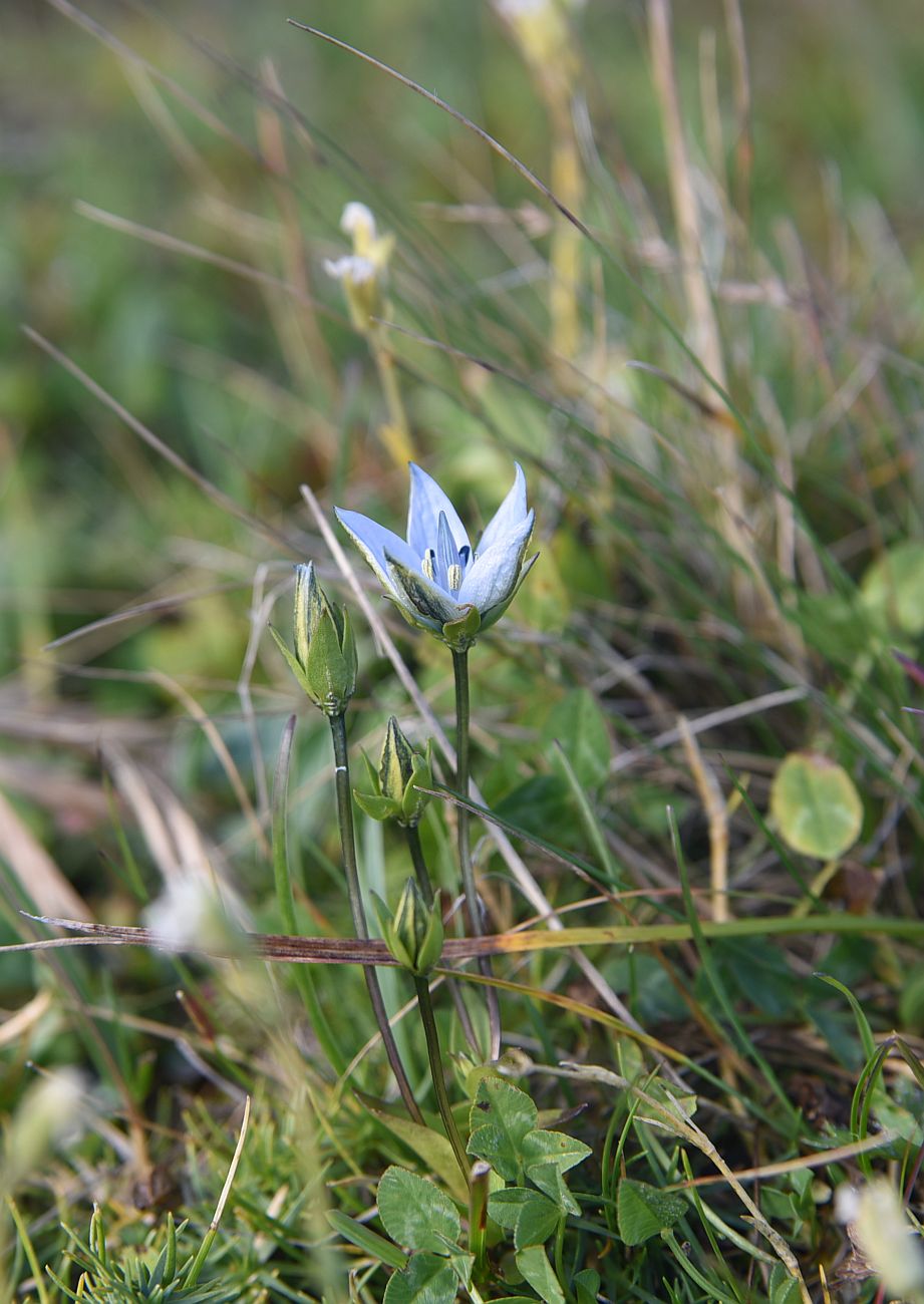 Изображение особи Lomatogonium carinthiacum.