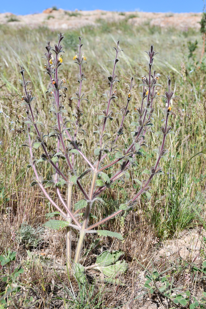 Изображение особи Paraeremostachys dshungarica.