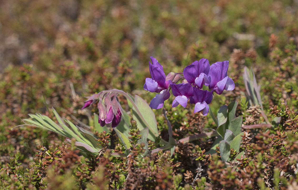 Image of Lathyrus japonicus ssp. pubescens specimen.