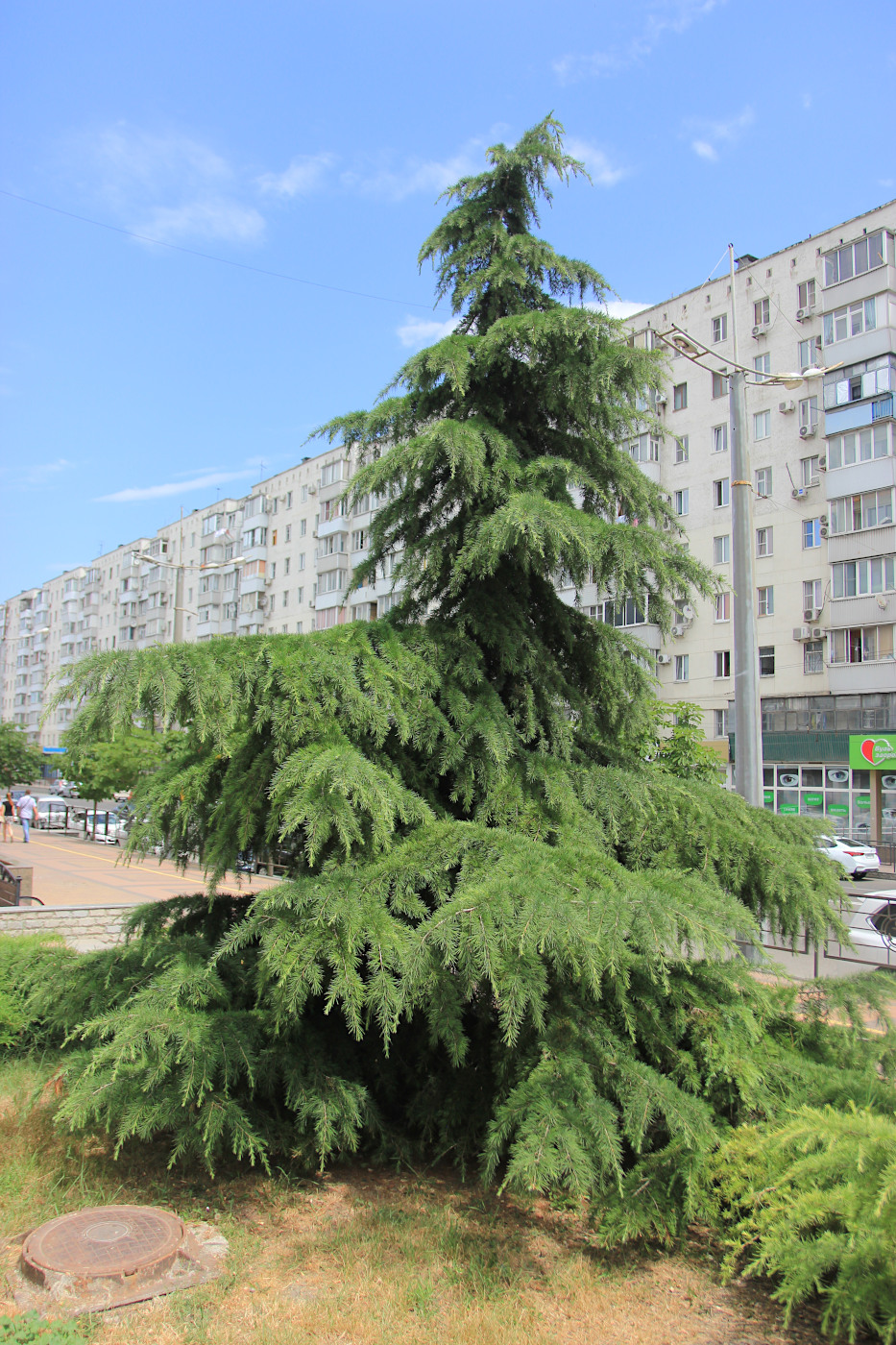 Изображение особи Cedrus deodara.