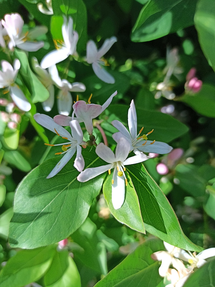 Image of Lonicera tatarica specimen.