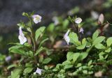 Mazus pumilus