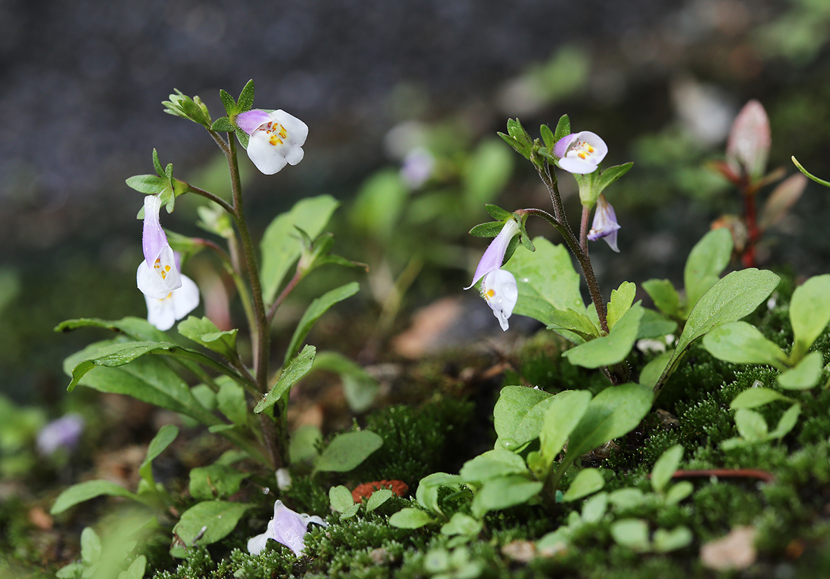 Изображение особи Mazus pumilus.